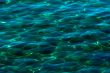 Water ripples