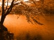 Tree by the lake