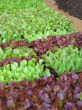 Small lettuces