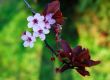 japanese cherry blossom