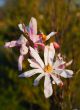 japanese cherry blossom