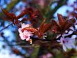 japanese cherry blossom