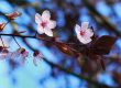 japanese cherry blossom