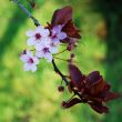 japanese cherry blossom