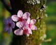 japanese cherry blossom