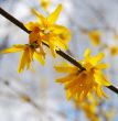 orange flowers