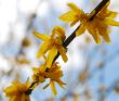 orange flowers