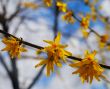 orange flowers
