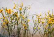 orange flowers