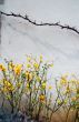 orange flowers