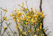 orange flowers