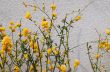 orange flowers