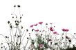 red flowers