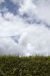 Hedge and sky