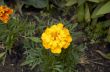 Marigold