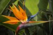 bird-of-paradise flower