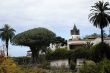 Canary Islands Dragon Tree