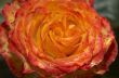 Orange Rose