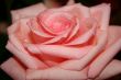 pink rose