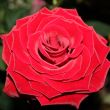 Big velvet red rose