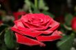 Big velvet red rose