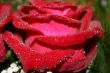 Macro of red rose with water drops on its petals