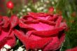 Macro of red rose with water drops on its petals