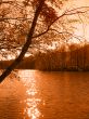 Tree by the lake