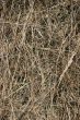 Summer hay texture