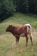 Rural life