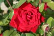 Big velvet red rose