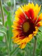 Yellow flower