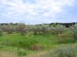Summer landscape