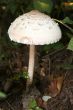 toxic mushroom