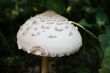 toxic mushroom