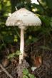 toxic mushroom