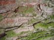 Wood texture