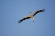 Almudevar 10 - Stork