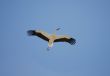 Almudevar 11 - Stork