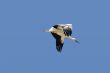 Almudevar 12 - Stork