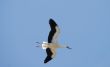 Almudevar 7 - Stork