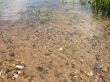 Stones at the bottom of the river