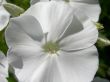 Beautiful white flowers