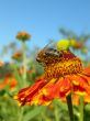 The bee collects nectar on a flower