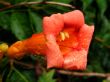 Trumpet Vine