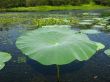 Lotus Leaf
