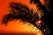 Palm tree during sunset
