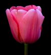Pink tulip