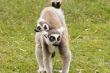 Lemur