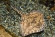 Thornback Ray